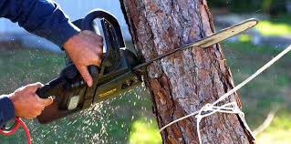 Reliable Grand Island, NE Tree Services Solutions